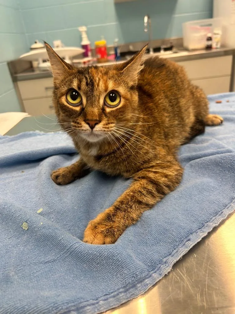 An adult small-sized female Tabby (Brown / Chocolate) Tabby cat named Nix for adoption in Frankfort, KY