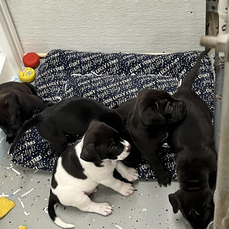 A baby small-sized male Black Mixed Breed dog named Puppies  thru for adoption in Elkton, MI