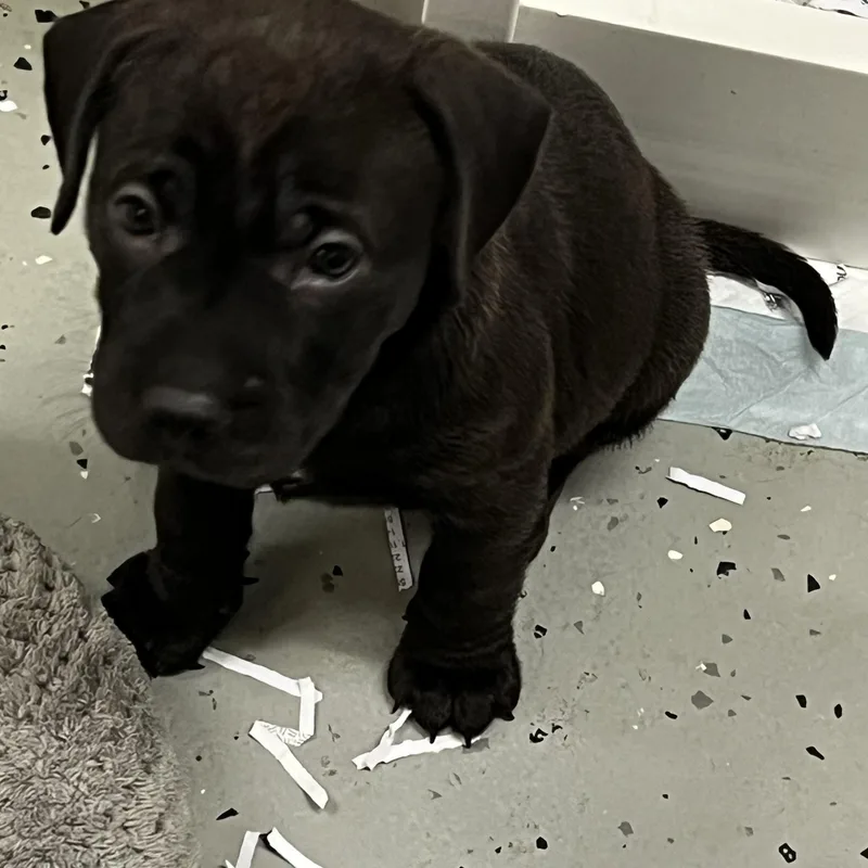 Puppies  thru thumbnail 2
