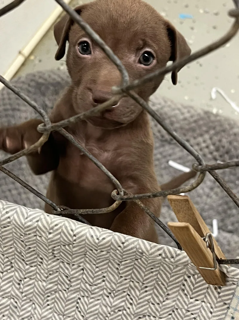 Puppies  thru thumbnail 3