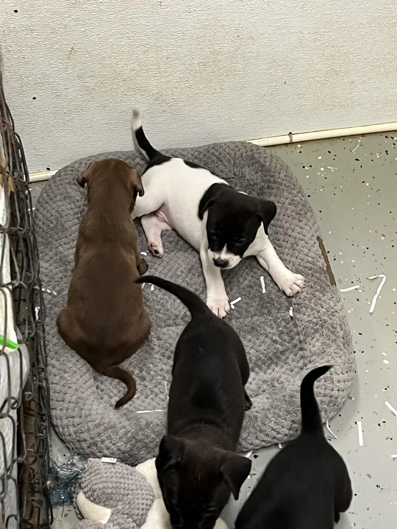 Puppies  thru thumbnail 4