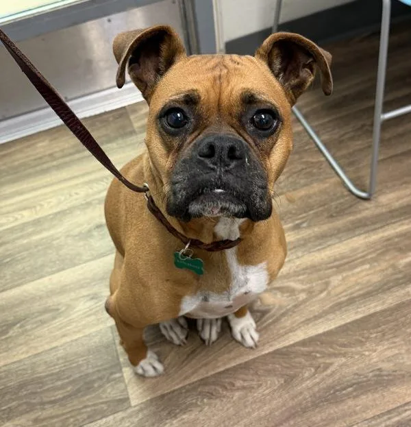 An adult medium-sized female Boxer dog named Daisy for adoption in San Diego, CA