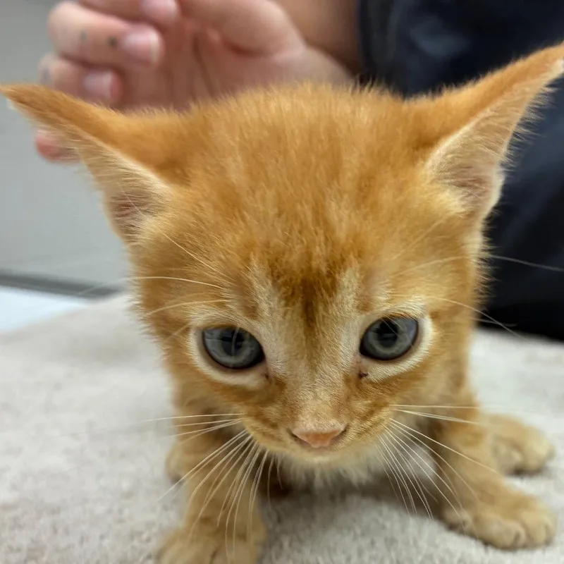 A baby small-sized female Orange / Red Domestic Short Hair cat named Dandelion for adoption in Corpus Christi, TX