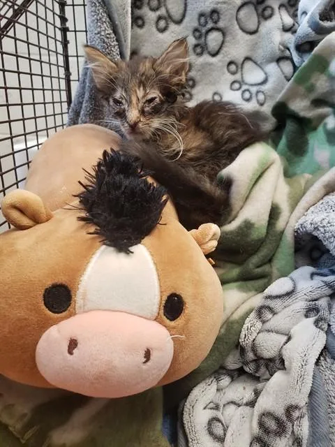 A baby small-sized female Turkish Angora cat named Rainbow Warrior for adoption in Tucson, AZ