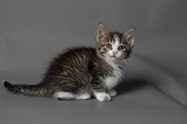 A baby small-sized female Domestic Short Hair cat named Penni for adoption in Ames, IA