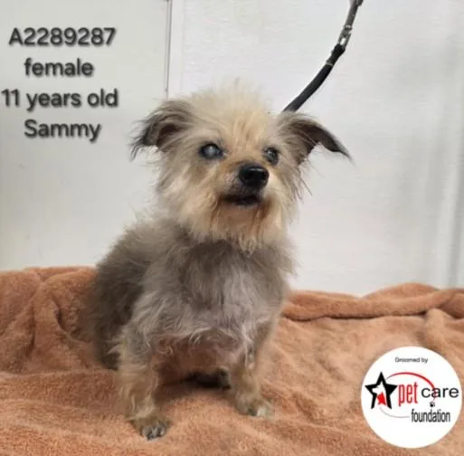A senior small-sized female Yorkshire Terrier dog named Sammy for adoption in Los Angeles, CA