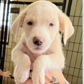 A baby small-sized female Collie dog named Caroline for adoption in Briarcliff Manor, NY