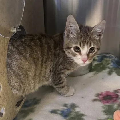 A young small-sized female Domestic Short Hair cat named Sally for adoption in Missoula, MT