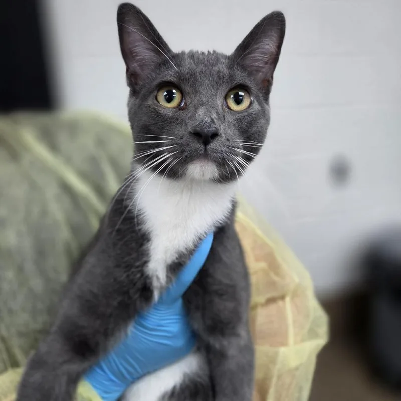 A young medium-sized male Gray / Blue / Silver Domestic Short Hair cat named Hematite for adoption in Incline Village, NV