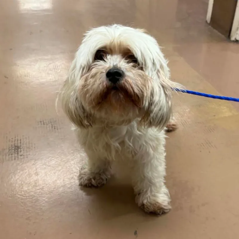 A senior small-sized female Shih Tzu dog named Beatrice for adoption in Normal, IL