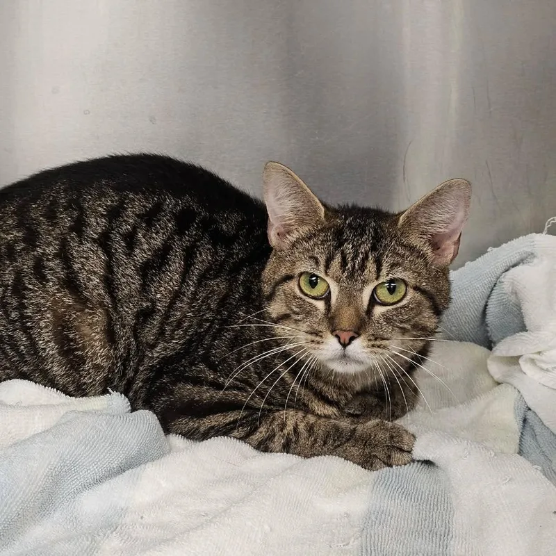 A young medium-sized male Domestic Short Hair cat named Puddle for adoption in Martinsville, VA
