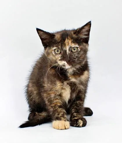 A baby small-sized female Domestic Short Hair cat named Blackberry for adoption in Morton Grove, IL