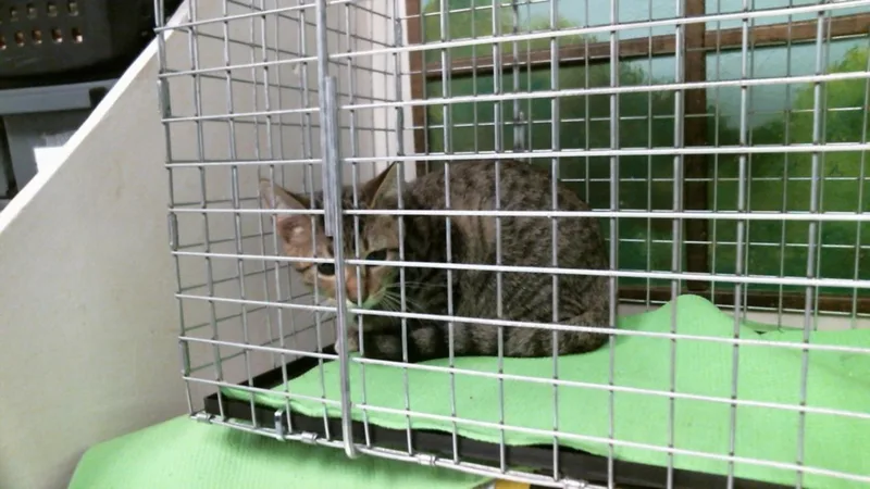 A baby small-sized female Domestic Short Hair cat named Waffle for adoption in Houston, TX