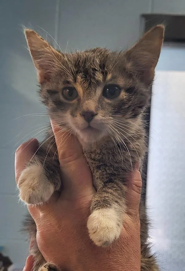 A baby small-sized male Domestic Short Hair cat named Kd Cosmo for adoption in Lawrenceville, GA