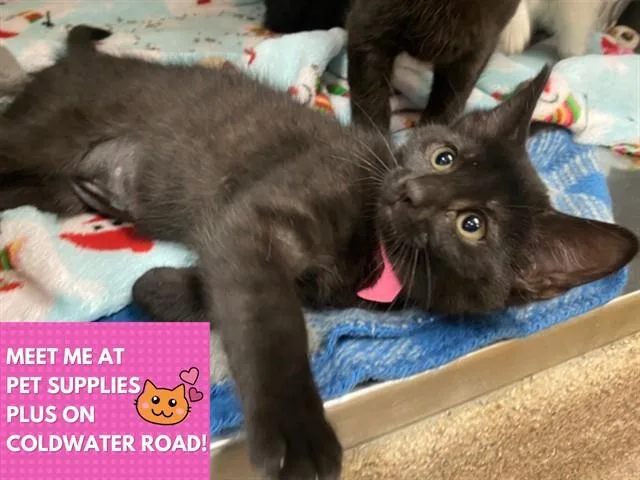 A baby small-sized female Domestic Short Hair cat named Tita for adoption in Fort Wayne, IN