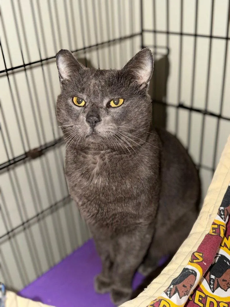 An adult extra large-sized male Domestic Short Hair cat named Teddy for adoption in Lovingston, VA