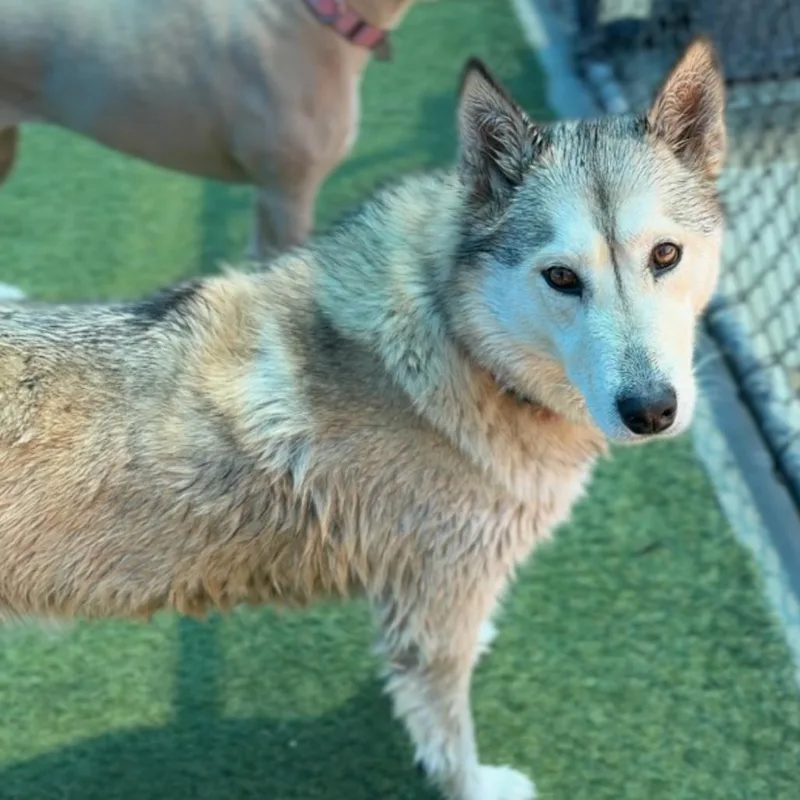 An adult medium-sized female White / Cream Husky dog named Sashimi for adoption in Mission Hills, CA