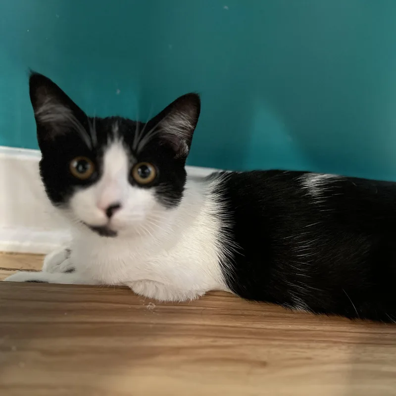 A young small-sized male American Shorthair cat named Spike for adoption in Hull, MA