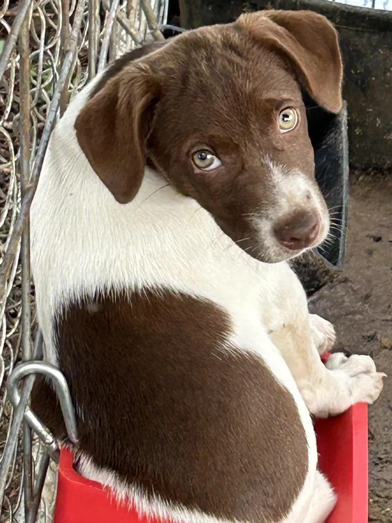 A baby medium-sized female Brown / Chocolate English Foxhound dog named Meredith from The Office for adoption in Okolona, MS