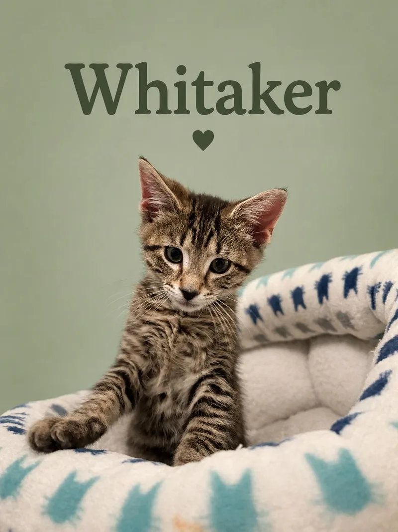 A baby medium-sized male Tabby cat named Whittaker for adoption in Greenville, DE