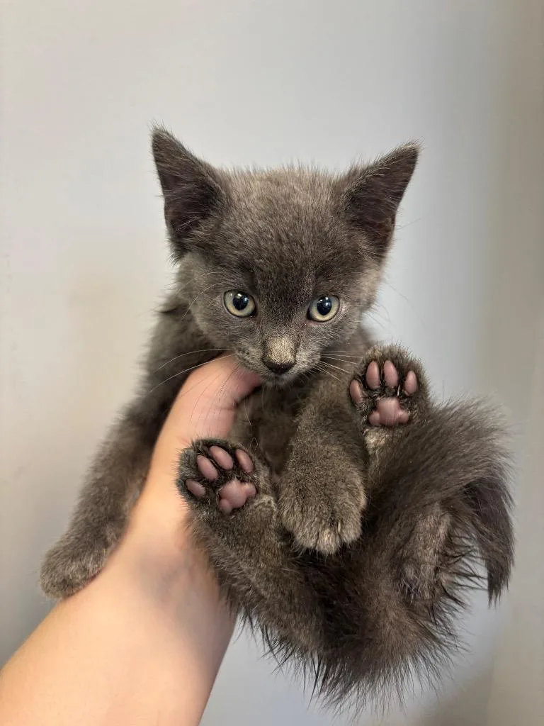 A baby medium-sized male Domestic Short Hair cat named Berrietto for adoption in Bloomington, IN