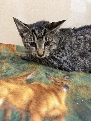 A baby small-sized male Domestic Short Hair cat named Maverick for adoption in Pequot Lakes, MN