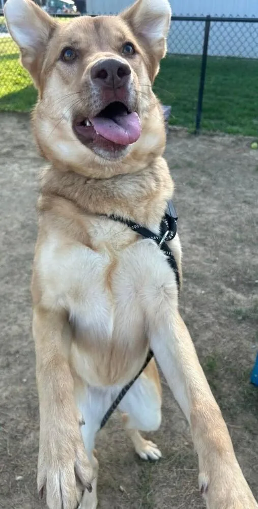 An adult large-sized female Shepherd dog named Luna T for adoption in Evansville, IN