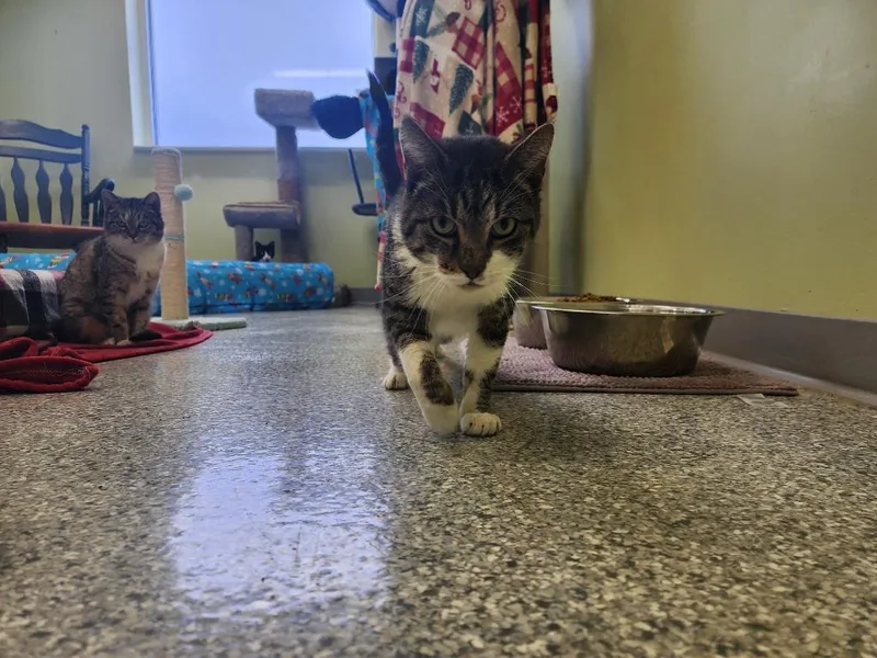 An adult medium-sized male Domestic Short Hair cat named Sugar Daddy for adoption in Auburn, IN