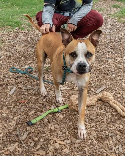 An adult large-sized male Mixed Breed dog named Chex for adoption in Chamblee, GA
