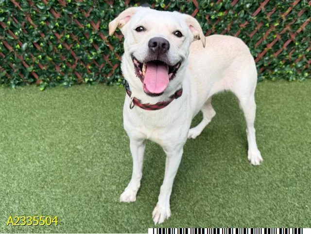 An adult medium-sized female Mixed Breed dog named Ramona for adoption in West Palm Beach, FL