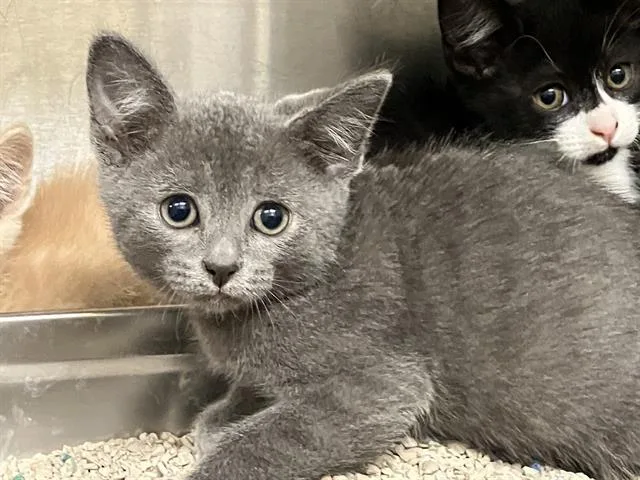 A baby small-sized female Domestic Short Hair cat named Rita for adoption in Tustin, CA