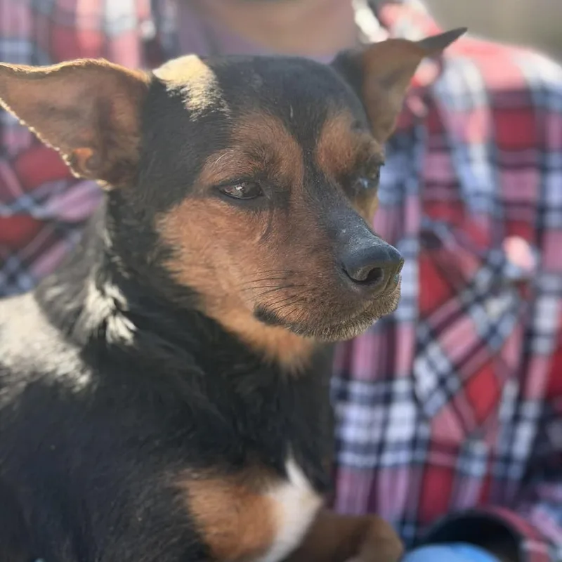 An adult small-sized female Black Chihuahua dog named Poppy for adoption in St. Charles, IL