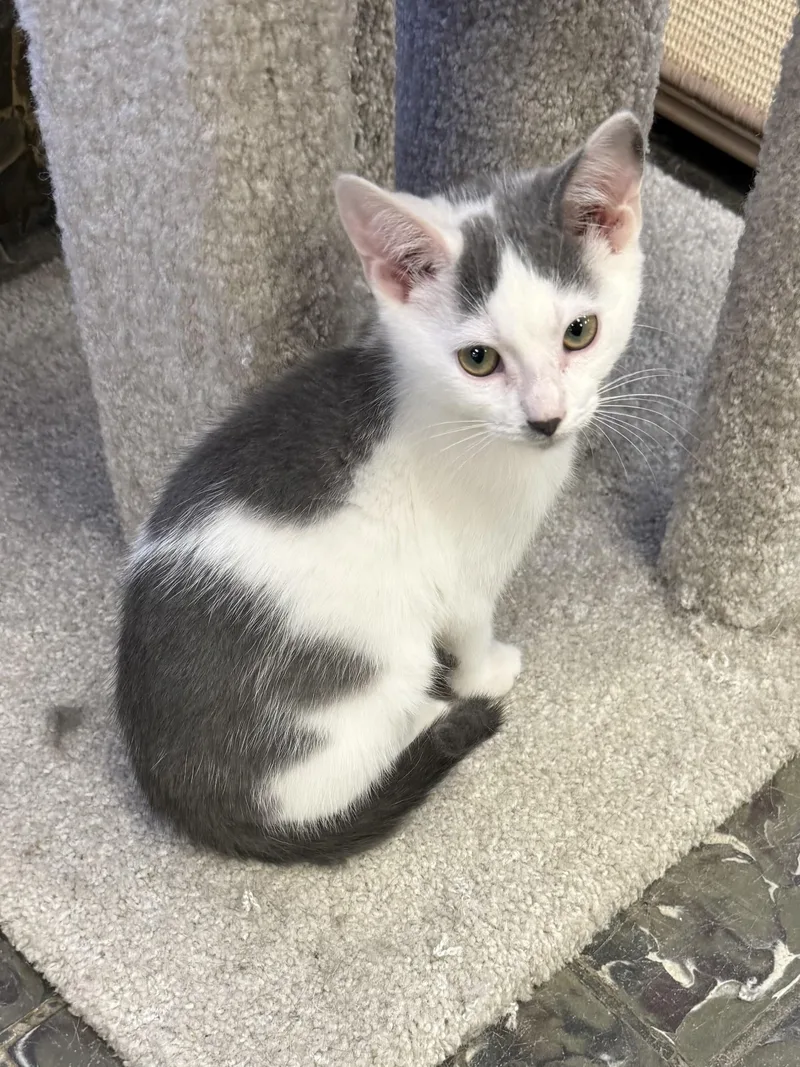 A baby medium-sized male Gray & White Domestic Short Hair cat named Bustafor Jones for adoption in Hamburg, NY