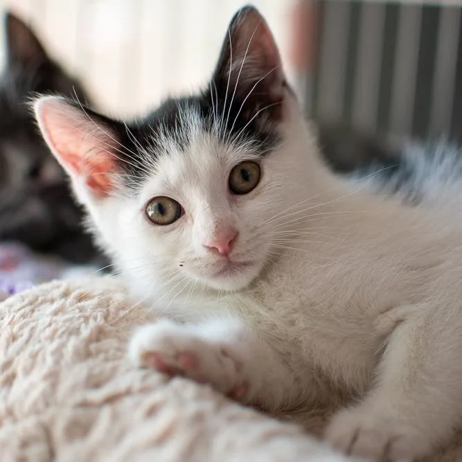 A baby small-sized male White Domestic Short Hair cat named Oreo for adoption in Dayton, OH