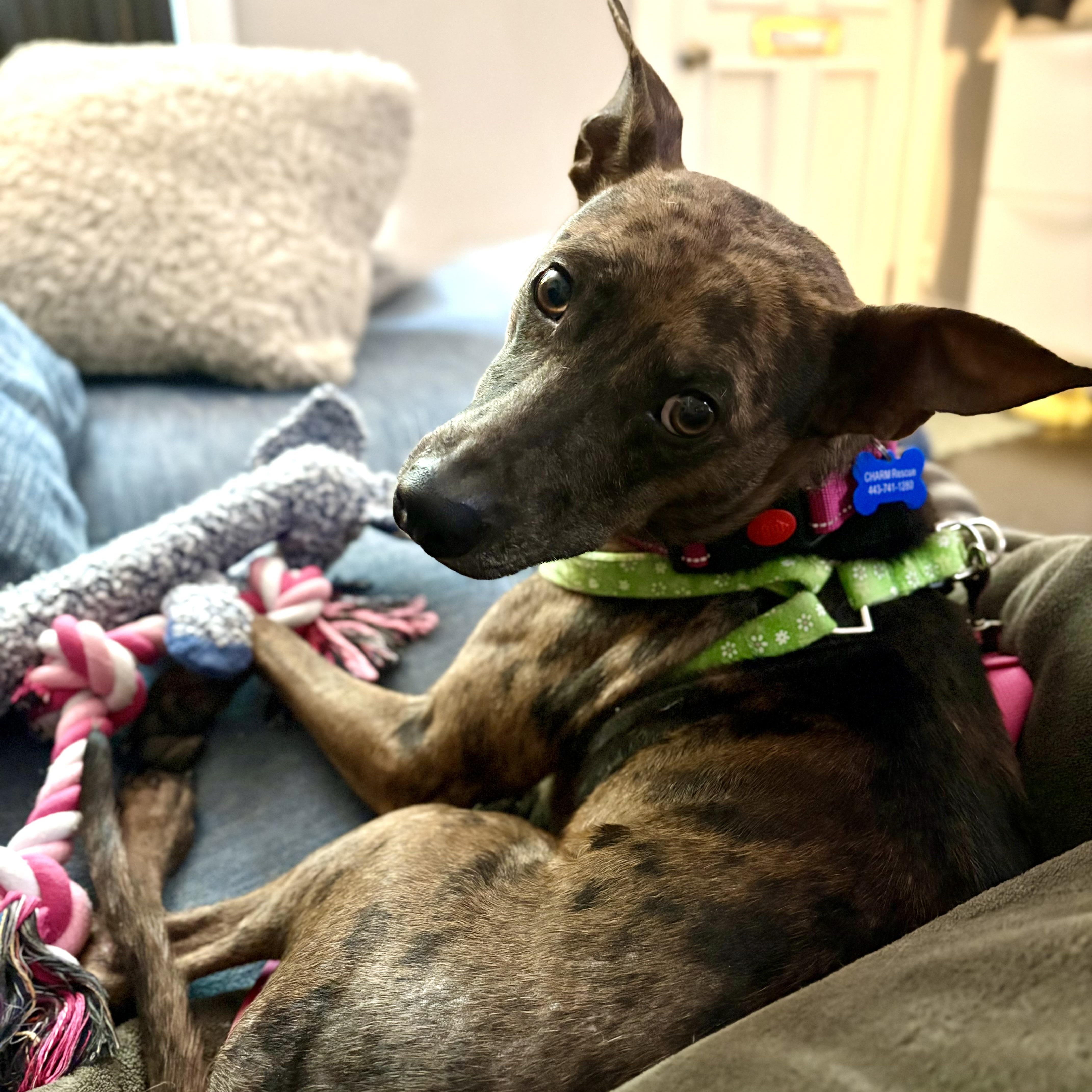 A young medium-sized female Gray / Blue / Silver Mixed Breed dog named Olivia for adoption in Columbia, MD