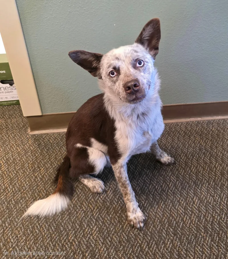 An adult medium-sized male Australian Cattle Dog / Blue Heeler dog named Tacky for adoption in Visalia, CA