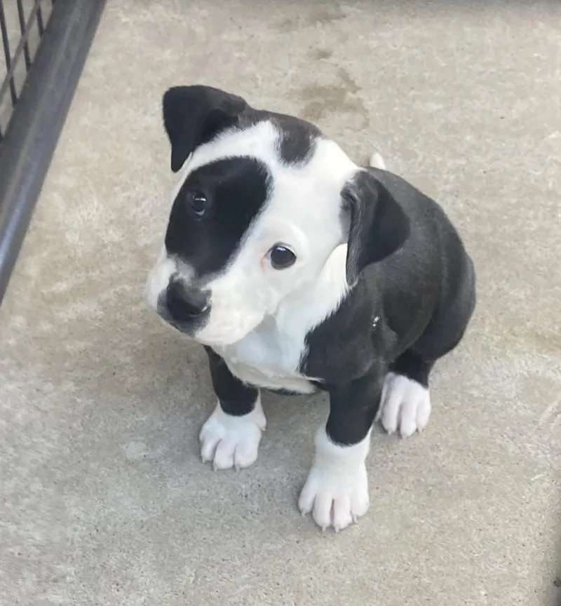 A baby medium-sized female Pit Bull Terrier dog named Shayla for adoption in Auburn, NH