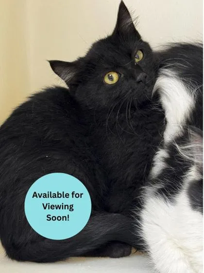 A young small-sized unknown Domestic Short Hair cat named Skittles for adoption in Kalispell, MT