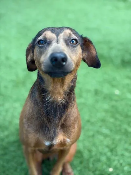 An adult medium-sized male Dachshund dog named Rico for adoption in Morton Grove, IL