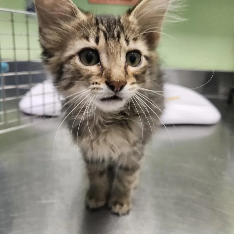 A baby small-sized female Brown / Chocolate Domestic Medium Hair cat named WeHo for adoption in Austin, TX