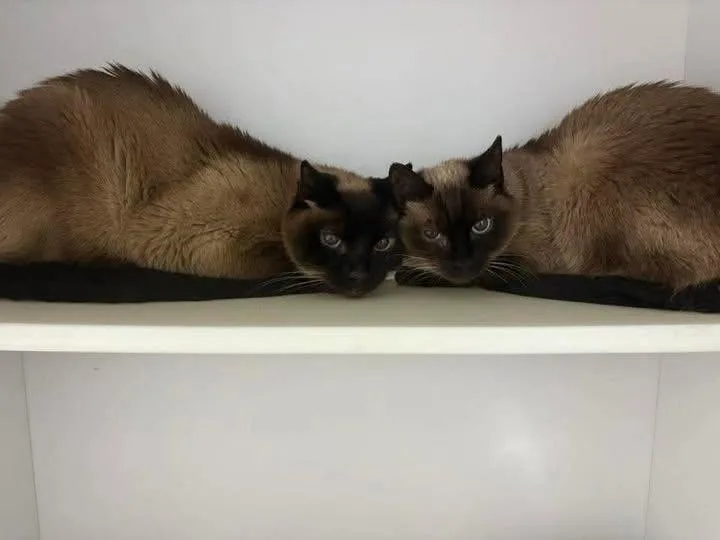 A senior medium-sized female Seal Point Siamese cat named Rudy and Milly for adoption in Waxhaw, NC
