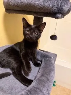 A baby medium-sized male Domestic Short Hair cat named Cillian for adoption in Little Rock, AR