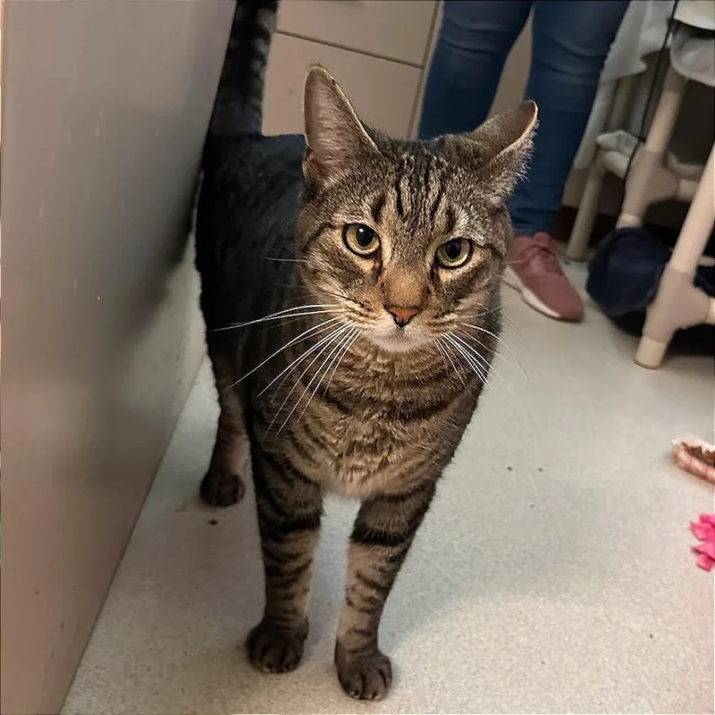 An adult large-sized male Brown / Chocolate Domestic Short Hair cat named Bill for adoption in Springfield, MA