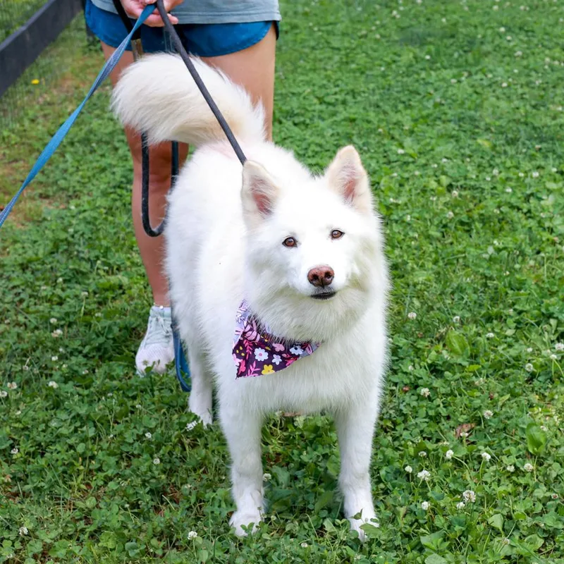 An adult medium-sized female White / Cream American Eskimo Dog dog named Cottonavail  She Is for adoption in West Grove, PA
