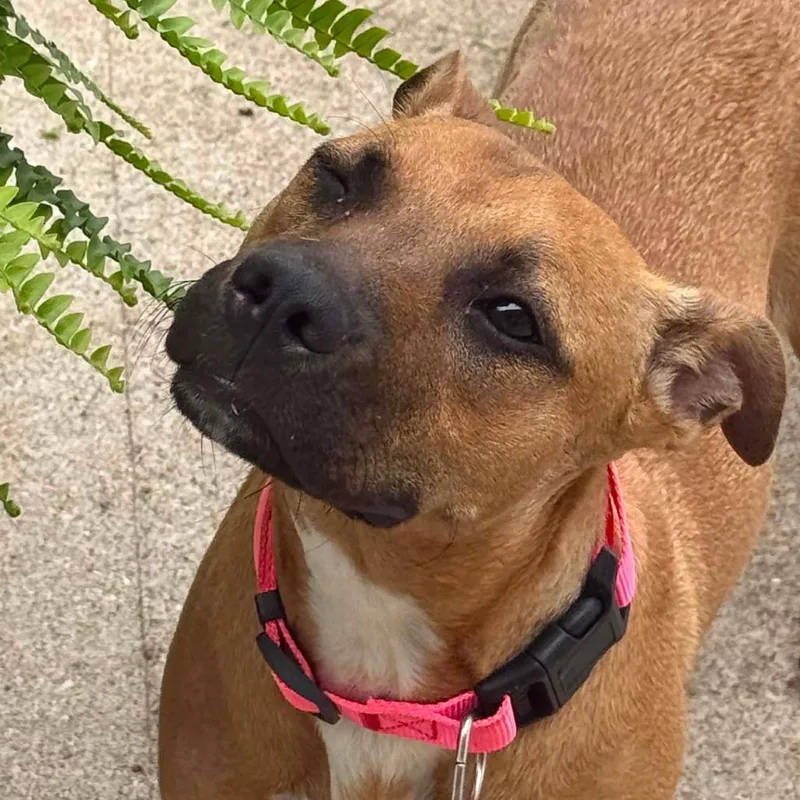 A young medium-sized female Apricot / Beige Mixed Breed dog named Zoey for adoption in Farmersville, OH