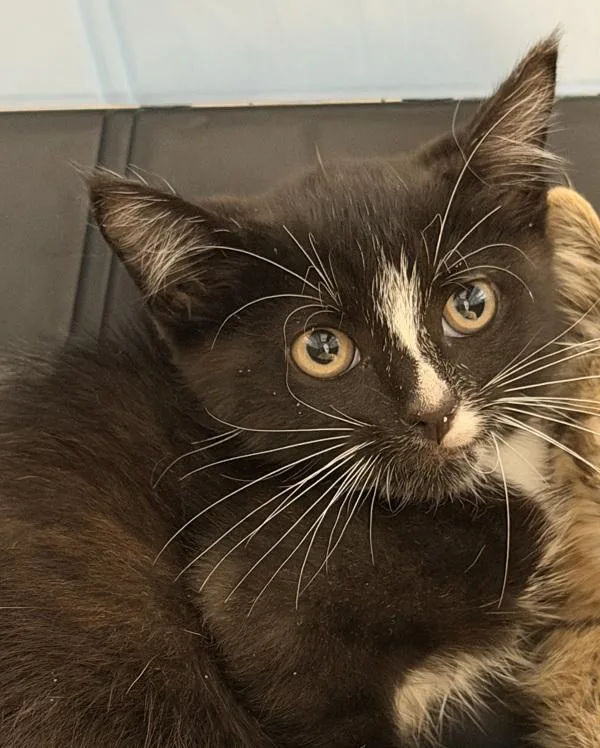 A baby small-sized male Domestic Short Hair cat named Ghostie for adoption in Escondido, CA