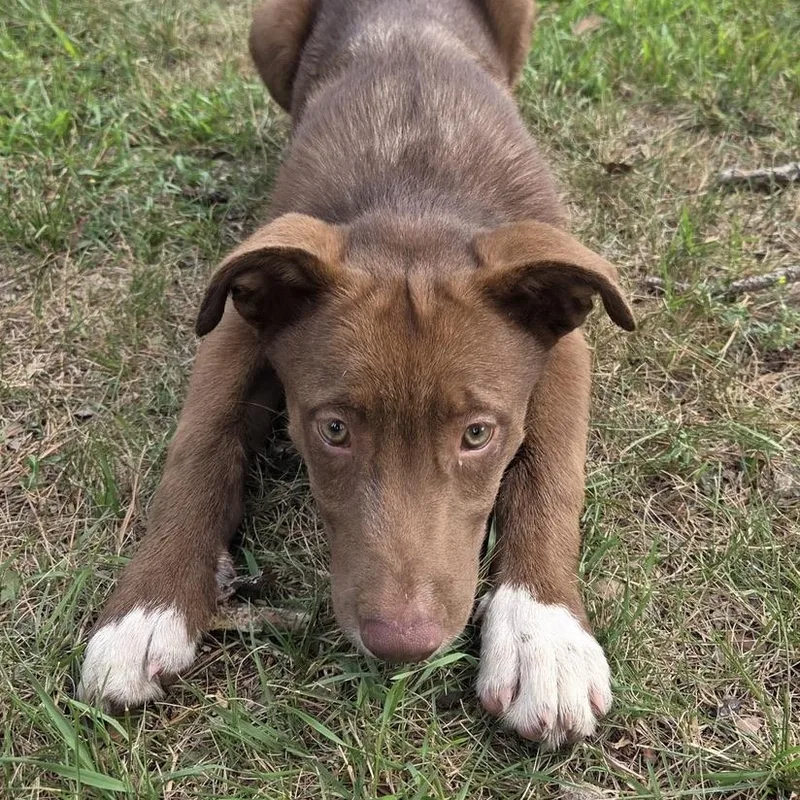 A baby medium-sized male Brown / Chocolate Husky dog named Mason for adoption in Park Rapids, MN