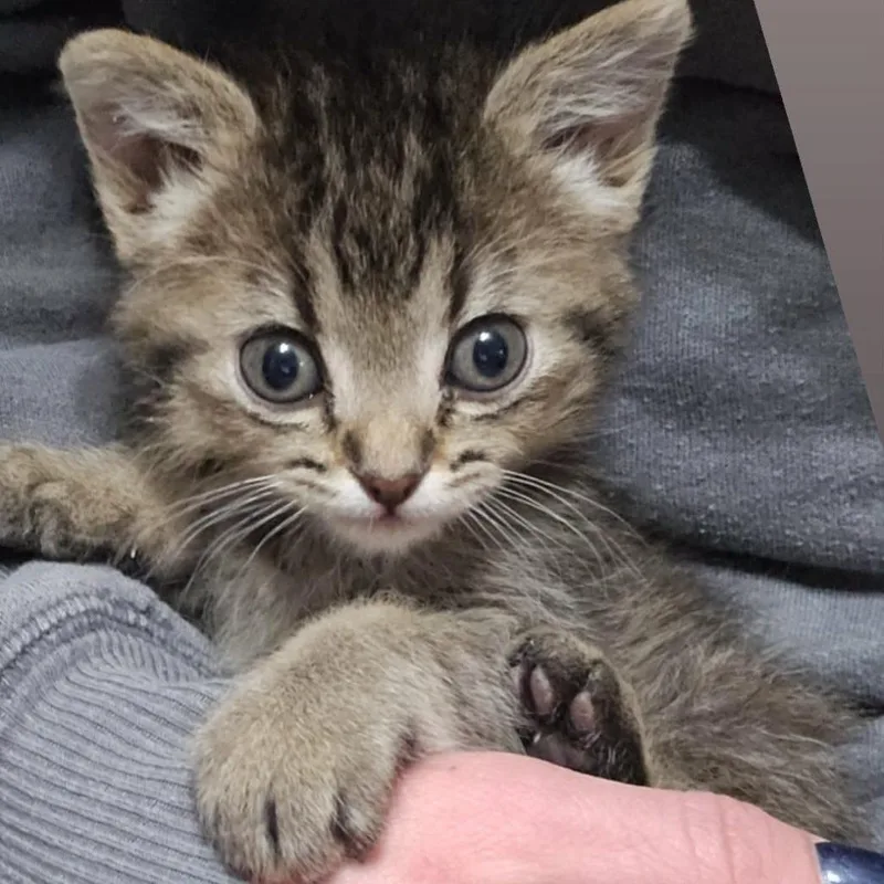 A baby small-sized male Brown / Chocolate Domestic Short Hair cat named Squiggy for adoption in LYLE, MN