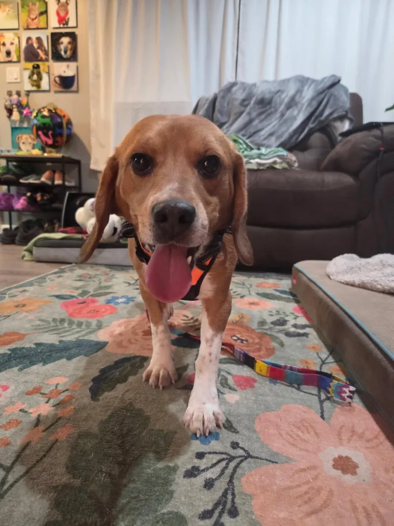 An adult medium-sized male Beagle dog named Alder for adoption in Bothell, WA