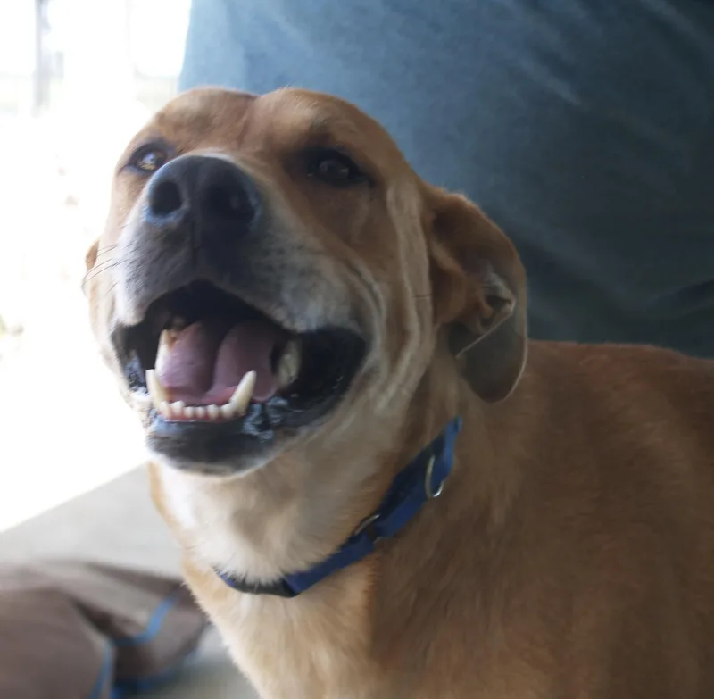 A young large-sized male Red / Chestnut / Orange Mixed Breed dog named Daddy for adoption in Ladonia, TX